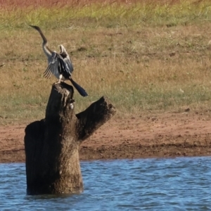 Anhinga novaehollandiae at Albury - 30 Dec 2023