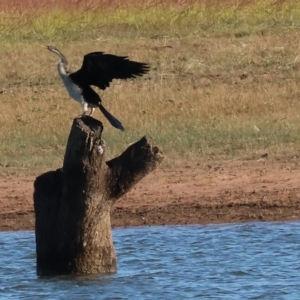 Anhinga novaehollandiae at Albury - 30 Dec 2023