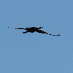 Anhinga novaehollandiae at Albury - 30 Dec 2023 08:10 AM