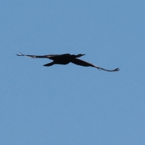 Anhinga novaehollandiae at Albury - 30 Dec 2023 08:10 AM