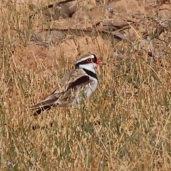 Charadrius melanops (Black-fronted Dotterel) at Table Top, NSW - 29 Dec 2023 by KylieWaldon