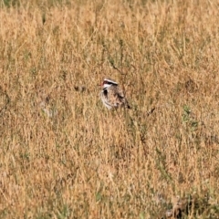 Charadrius melanops at Albury - 30 Dec 2023