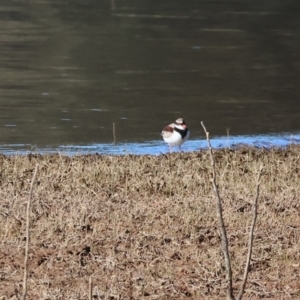 Charadrius melanops at Albury - 30 Dec 2023