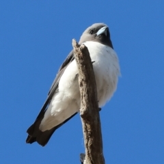 Artamus leucorynchus (White-breasted Woodswallow) at Albury - 29 Dec 2023 by KylieWaldon