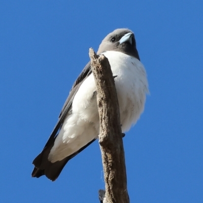 Artamus leucorynchus (White-breasted Woodswallow) at Albury - 29 Dec 2023 by KylieWaldon