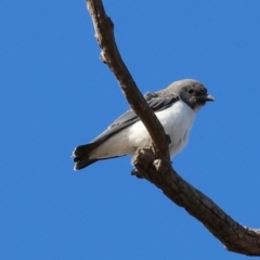 Artamus leucorynchus at Table Top, NSW - 30 Dec 2023 07:30 AM