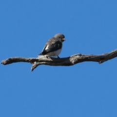 Artamus leucorynchus at Table Top, NSW - 30 Dec 2023 07:30 AM