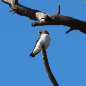 Artamus leucorynchus at Table Top, NSW - 30 Dec 2023 07:30 AM