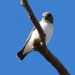 Artamus leucorynchus at Table Top, NSW - 30 Dec 2023 07:30 AM