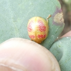 Paropsisterna fastidiosa (Eucalyptus leaf beetle) at Emu Creek - 31 Dec 2023 by JohnGiacon