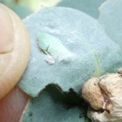 Philagra sp. (genus) (A spittlebug) at Emu Creek - 31 Dec 2023 by JohnGiacon