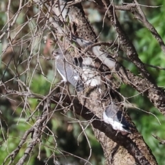 Artamus leucorynchus (White-breasted Woodswallow) at Albury - 29 Dec 2023 by KylieWaldon