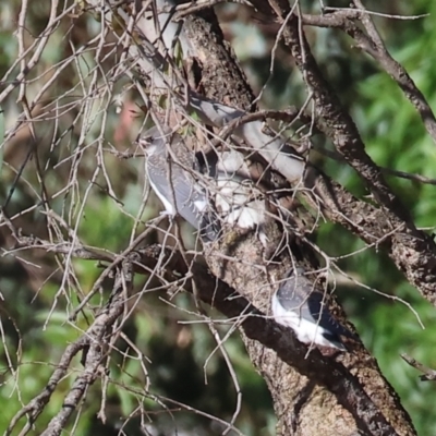 Artamus leucorynchus (White-breasted Woodswallow) at Albury - 29 Dec 2023 by KylieWaldon