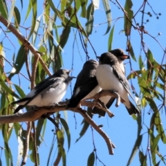 Artamus leucorynchus at Albury - 30 Dec 2023