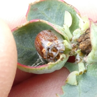 Paropsisterna m-fuscum (Eucalyptus Leaf Beetle) at Emu Creek - 31 Dec 2023 by JohnGiacon