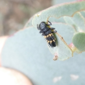 Harmonia conformis at Flea Bog Flat to Emu Creek Corridor - 31 Dec 2023