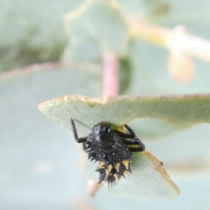 Harmonia conformis at Flea Bog Flat to Emu Creek Corridor - 31 Dec 2023