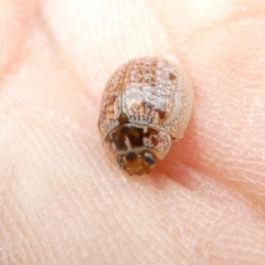 Paropsisterna m-fuscum (Eucalyptus Leaf Beetle) at Emu Creek - 31 Dec 2023 by JohnGiacon