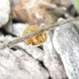 Paropsisterna m-fuscum at Emu Creek - 31 Dec 2023 11:15 AM