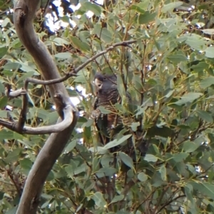 Callocephalon fimbriatum (identifiable birds) at Cook, ACT - 31 Dec 2023