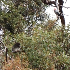 Callocephalon fimbriatum (identifiable birds) at Cook, ACT - 31 Dec 2023