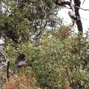 Callocephalon fimbriatum (identifiable birds) at Cook, ACT - 31 Dec 2023