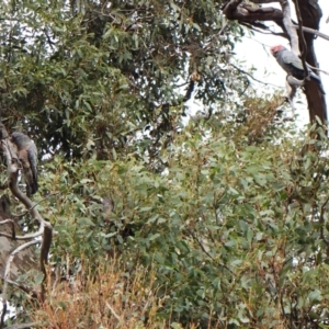 Callocephalon fimbriatum (identifiable birds) at Cook, ACT - 31 Dec 2023