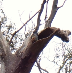 Callocephalon fimbriatum (identifiable birds) at Cook, ACT - 31 Dec 2023