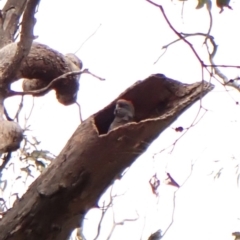 Callocephalon fimbriatum (identifiable birds) at Cook, ACT - 31 Dec 2023