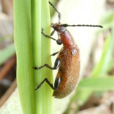 Ecnolagria grandis (Honeybrown beetle) at Emu Creek Belconnen (ECB) - 31 Dec 2023 by JohnGiacon