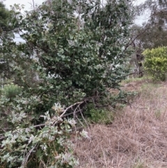 Eucalyptus neglecta (Omeo Gum) at Macquarie, ACT - 31 Dec 2023 by JohnGiacon