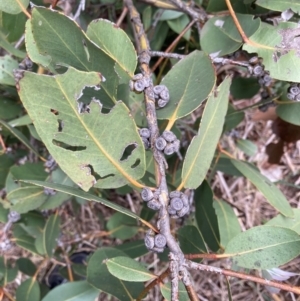 Eucalyptus neglecta at Macquarie, ACT - 31 Dec 2023