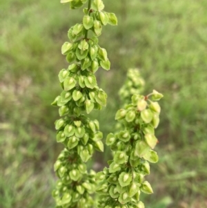 Rumex crispus at Emu Creek - 31 Dec 2023 01:42 PM