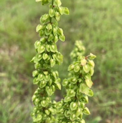 Rumex crispus (Curled Dock) at Flea Bog Flat to Emu Creek Corridor - 31 Dec 2023 by JohnGiacon