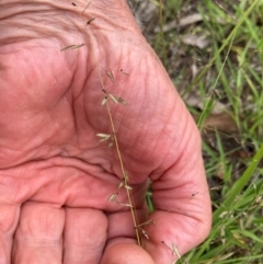 Eragrostis brownii (Common Love Grass) at Belconnen, ACT - 31 Dec 2023 by JohnGiacon