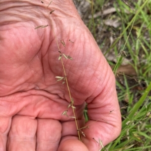 Eragrostis brownii at Flea Bog Flat to Emu Creek Corridor - 31 Dec 2023 01:43 PM
