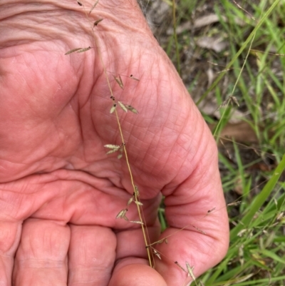 Eragrostis brownii (Common Love Grass) at Belconnen, ACT - 31 Dec 2023 by JohnGiacon