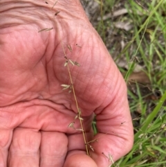 Eragrostis brownii (Common Love Grass) at Emu Creek - 31 Dec 2023 by JohnGiacon