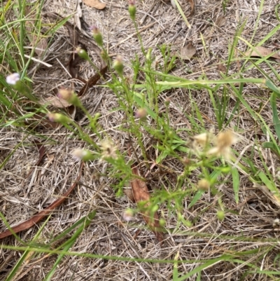 Vittadinia muelleri (Narrow-leafed New Holland Daisy) at Emu Creek - 31 Dec 2023 by JohnGiacon
