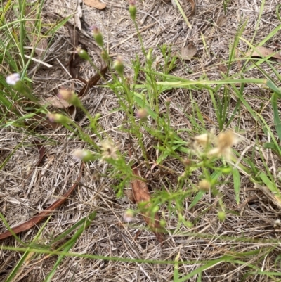 Vittadinia muelleri (Narrow-leafed New Holland Daisy) at Belconnen, ACT - 31 Dec 2023 by JohnGiacon