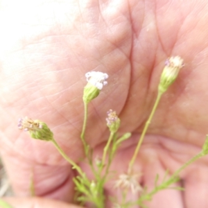 Vittadinia muelleri at Emu Creek - 31 Dec 2023