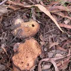 Unidentified Fungus at Belconnen, ACT - 31 Dec 2023 by JohnGiacon