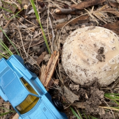 Amanita ochrophylla group at Emu Creek - 31 Dec 2023 by JohnGiacon