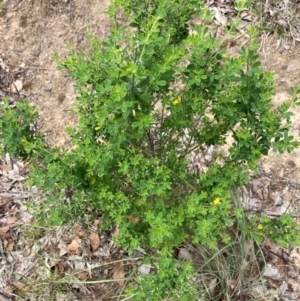 Genista monspessulana at University of Canberra - 31 Dec 2023