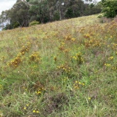 Hypericum perforatum (St John's Wort) at Bruce, ACT - 31 Dec 2023 by JohnGiacon