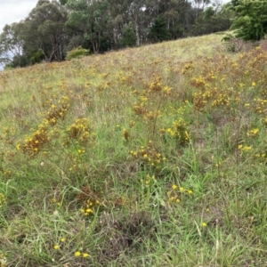 Hypericum perforatum at University of Canberra - 31 Dec 2023 02:36 PM