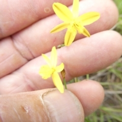 Tricoryne elatior (Yellow Rush Lily) at Bruce, ACT - 31 Dec 2023 by JohnGiacon