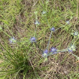 Eryngium ovinum at University of Canberra - 31 Dec 2023 02:44 PM