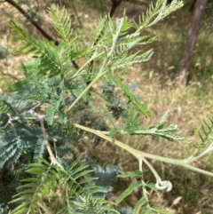 Acacia dealbata subsp. dealbata (Silver Wattle) at Bruce, ACT - 31 Dec 2023 by JohnGiacon