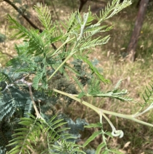 Acacia dealbata subsp. dealbata at University of Canberra - 31 Dec 2023